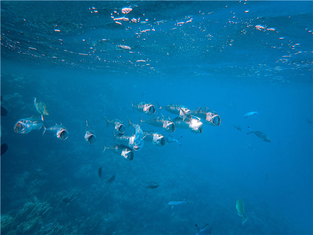 如何運用雅思寫作模板 